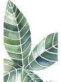 Picture of Tropical Leaf IV _GroupedProduct_Rectangle_Portrait_Unframed_Print_Only_