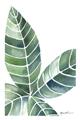 Picture of Tropical Leaf IV _GroupedProduct_Rectangle_Portrait_Unframed_Print_Only_