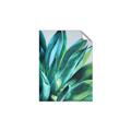 Picture of Extreme Succulent _GroupedProduct_Rectangle_Portrait_Unframed_Print_Only_