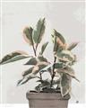 Picture of Pink Leaf House Plant _GroupedProduct_Rectangle_Portrait_Unframed_Print_Only_
