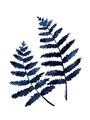 Picture of Two Blue Ferns _GroupedProduct_Rectangle_Portrait_Unframed_Print_Only_