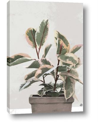 Picture of Pink Leaf House Plant