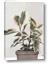 Picture of Pink Leaf House Plant