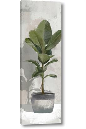 Picture of House Ficus