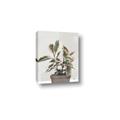 Picture of Pink Leaf House Plant _GroupedProduct_Rectangle_Portrait_Canvas_