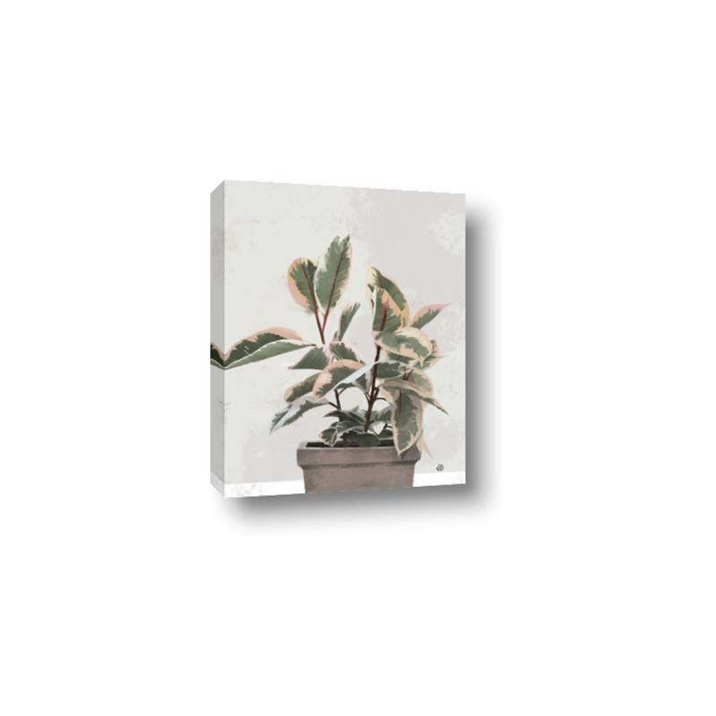 Picture of Pink Leaf House Plant _GroupedProduct_Rectangle_Portrait_Canvas_
