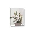 Picture of Pink Leaf House Plant _GroupedProduct_Rectangle_Portrait_Canvas_
