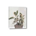 Picture of Pink Leaf House Plant _GroupedProduct_Rectangle_Portrait_Canvas_