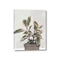 Picture of Pink Leaf House Plant _GroupedProduct_Rectangle_Portrait_Canvas_