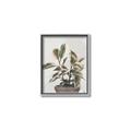 Picture of Pink Leaf House Plant _GroupedProduct_Rectangle_Portrait_Canvas_Framed_