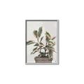 Picture of Pink Leaf House Plant _GroupedProduct_Rectangle_Portrait_Canvas_Framed_