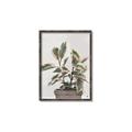 Picture of Pink Leaf House Plant _GroupedProduct_Rectangle_Portrait_Canvas_Framed_