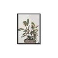 Picture of Pink Leaf House Plant _GroupedProduct_Rectangle_Portrait_Canvas_Framed_