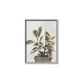 Picture of Pink Leaf House Plant _GroupedProduct_Rectangle_Portrait_Canvas_Framed_