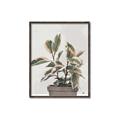 Picture of Pink Leaf House Plant _GroupedProduct_Rectangle_Portrait_Canvas_Framed_