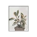 Picture of Pink Leaf House Plant _GroupedProduct_Rectangle_Portrait_Canvas_Framed_
