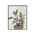 Picture of Pink Leaf House Plant _GroupedProduct_Rectangle_Portrait_Canvas_Framed_