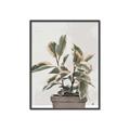 Picture of Pink Leaf House Plant _GroupedProduct_Rectangle_Portrait_Canvas_Framed_