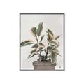 Picture of Pink Leaf House Plant _GroupedProduct_Rectangle_Portrait_Canvas_Framed_