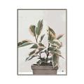Picture of Pink Leaf House Plant _GroupedProduct_Rectangle_Portrait_Canvas_Framed_