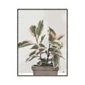 Picture of Pink Leaf House Plant _GroupedProduct_Rectangle_Portrait_Canvas_Framed_