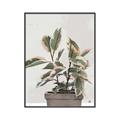 Picture of Pink Leaf House Plant _GroupedProduct_Rectangle_Portrait_Canvas_Framed_