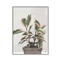 Picture of Pink Leaf House Plant _GroupedProduct_Rectangle_Portrait_Canvas_Framed_