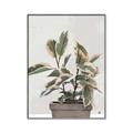 Picture of Pink Leaf House Plant _GroupedProduct_Rectangle_Portrait_Canvas_Framed_