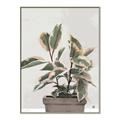 Picture of Pink Leaf House Plant _GroupedProduct_Rectangle_Portrait_Canvas_Framed_