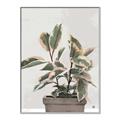 Picture of Pink Leaf House Plant _GroupedProduct_Rectangle_Portrait_Canvas_Framed_