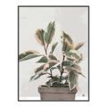 Picture of Pink Leaf House Plant _GroupedProduct_Rectangle_Portrait_Canvas_Framed_