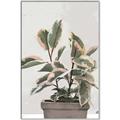 Picture of Pink Leaf House Plant _GroupedProduct_Rectangle_Portrait_Canvas_Framed_