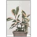 Picture of Pink Leaf House Plant _GroupedProduct_Rectangle_Portrait_Canvas_Framed_