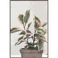 Picture of Pink Leaf House Plant _GroupedProduct_Rectangle_Portrait_Canvas_Framed_