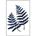 Picture of Two Blue Ferns _GroupedProduct_Rectangle_Portrait_Canvas_Framed_
