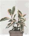 Picture of Pink Leaf House Plant _GroupedProduct_Rectangle_Portrait_Unframed_Print_Only_