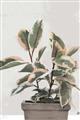 Picture of Pink Leaf House Plant _GroupedProduct_Rectangle_Portrait_Unframed_Print_Only_