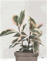 Picture of Pink Leaf House Plant _GroupedProduct_Rectangle_Portrait_Unframed_Print_Only_