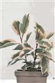 Picture of Pink Leaf House Plant _GroupedProduct_Rectangle_Portrait_Unframed_Print_Only_