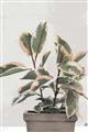 Picture of Pink Leaf House Plant _GroupedProduct_Rectangle_Portrait_Unframed_Print_Only_