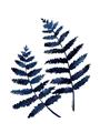 Picture of Two Blue Ferns _GroupedProduct_Rectangle_Portrait_Unframed_Print_Only_
