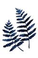 Picture of Two Blue Ferns _GroupedProduct_Rectangle_Portrait_Unframed_Print_Only_