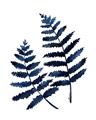 Picture of Two Blue Ferns _GroupedProduct_Rectangle_Portrait_Unframed_Print_Only_