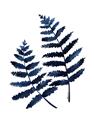 Picture of Two Blue Ferns _GroupedProduct_Rectangle_Portrait_Unframed_Print_Only_