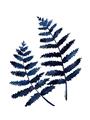 Picture of Two Blue Ferns _GroupedProduct_Rectangle_Portrait_Unframed_Print_Only_