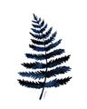 Picture of Blue Fern _GroupedProduct_Rectangle_Portrait_Unframed_Print_Only_