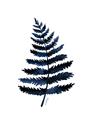 Picture of Blue Fern _GroupedProduct_Rectangle_Portrait_Unframed_Print_Only_