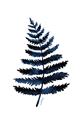 Picture of Blue Fern _GroupedProduct_Rectangle_Portrait_Unframed_Print_Only_
