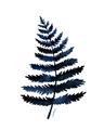 Picture of Blue Fern _GroupedProduct_Rectangle_Portrait_Unframed_Print_Only_