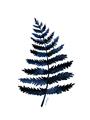 Picture of Blue Fern _GroupedProduct_Rectangle_Portrait_Unframed_Print_Only_